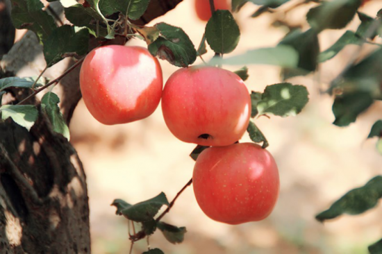 中国宁县开创人类第四个苹果！