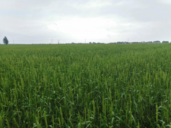 雪川农业优质旱作春小麦喜获丰收