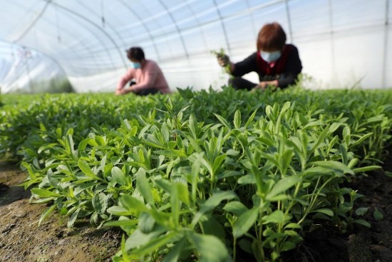泰莱集团进一步扩大甜叶菊可持续种植计划 促进中国乡村振兴发展